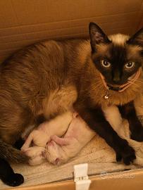 Gattini razza siamese