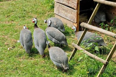 Faraone nostrane ruspanti