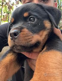 Rottweiler