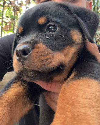 Rottweiler