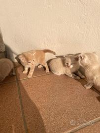 Gattini mix siberiani