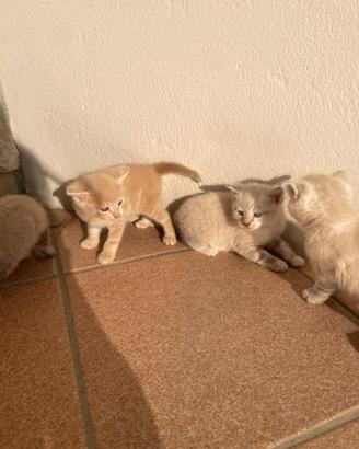 Gattini mix siberiani