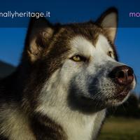 Alaskan Malamute pluripremiata