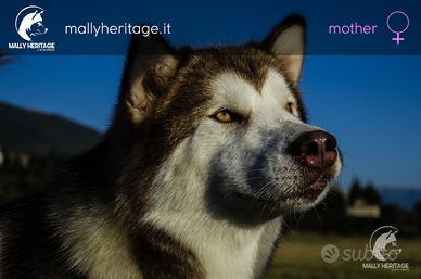 Alaskan Malamute pluripremiata
