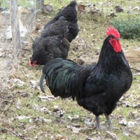 Galline australorp