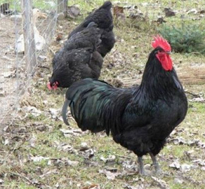 Galline australorp