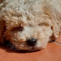 Lagotto