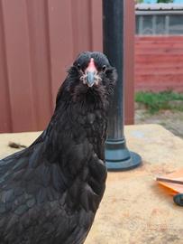 Pulcini di gallina Araucana