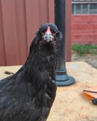 Pulcini di gallina Araucana