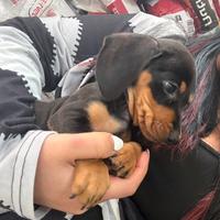 Bassotto Neri liquirizia