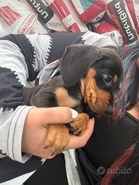 Bassotto Neri liquirizia