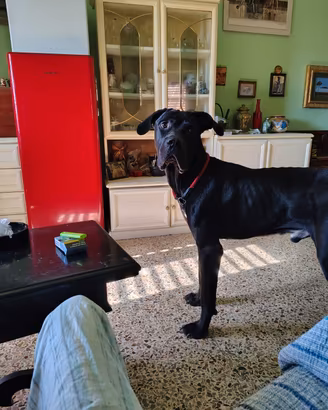 Cane corso 18 mesi