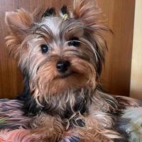 Yorkshire terrier con pedigree enci