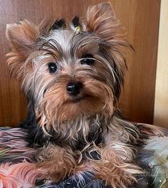 Yorkshire terrier con pedigree enci