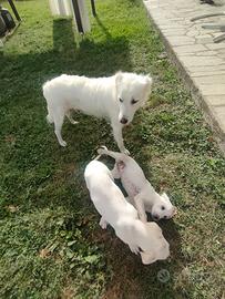 Cagnolini