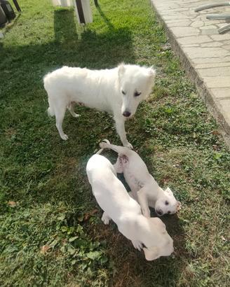 Cagnolini