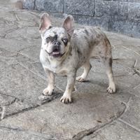 Bulldogue Bouledogue francese