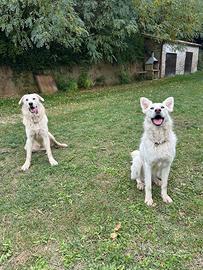 Cani simil maremmani