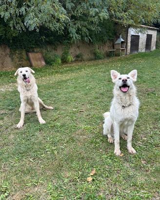 Cani simil maremmani
