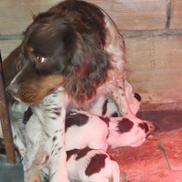 Springer Spaniel femmine cuccioli