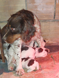 Springer Spaniel femmine cuccioli
