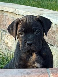 Cucciola cane corso