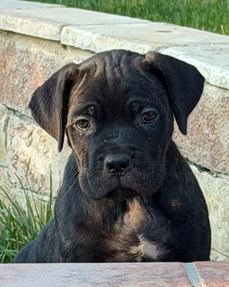 Cucciola cane corso