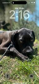 Cucciolo cane corso