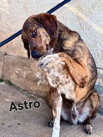 Segugio maremmano in adozione