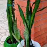 SANSEVIERIA