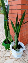 SANSEVIERIA