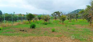 Terreno fertile