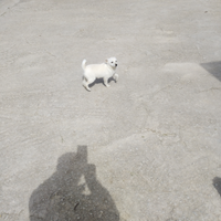 Cucciola bianca di 4 mesi Ragusa