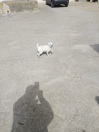 Cucciola bianca di 4 mesi Ragusa