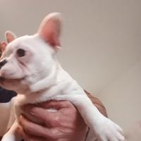 Strepitoso Bulldog francese di 3 mesi