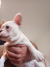 Strepitoso Bulldog francese di 3 mesi