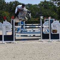 Castrone Belga - Salto Ostacoli