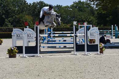 Castrone Belga - Salto Ostacoli