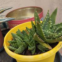 piante grasse agave aloe e altro 