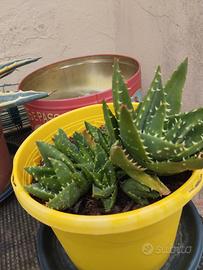 piante grasse agave aloe e altro 