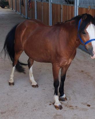 Cavallo