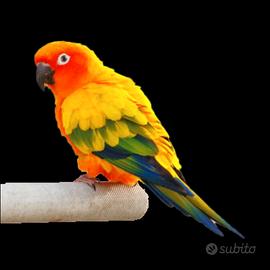 Pulli di Conuri del Sole