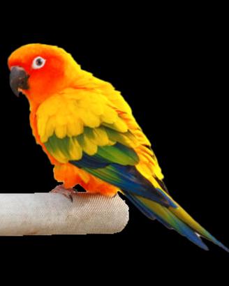 Pulli di Conuri del Sole