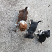 Cuccioli meticci di taglia piccola