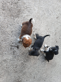 Cuccioli meticci di taglia piccola