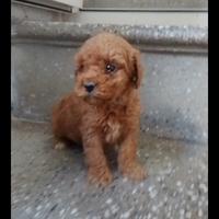 Barbone maschio di piccola taglia