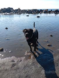 cuccioli cane corso 