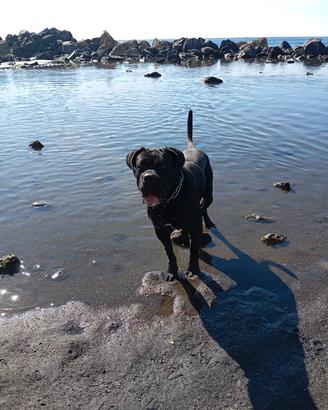 cuccioli cane corso 