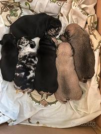 Cuccioli bulldog francese