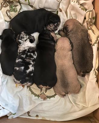 Cuccioli bulldog francese